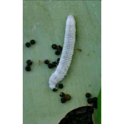 pakan burung atau umpan mancing_ulat daun pisang