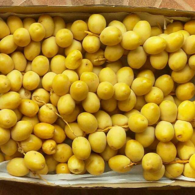 

Kurma muda 1 kg