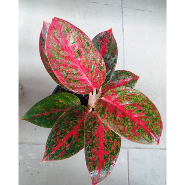 Aglonema Red Stardust Daun 6-7 Size Dewasa