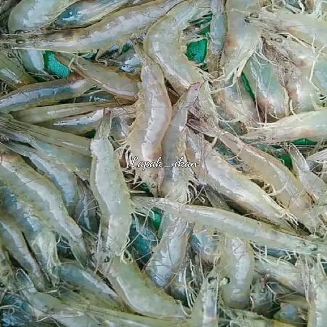 

Udang Vaname Segar 1~Kilogram