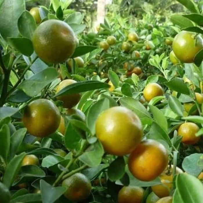 Pohon Jeruk Songkit / Jeruk Kunci - Bibit Pohon Buah Jeruk Sonkit