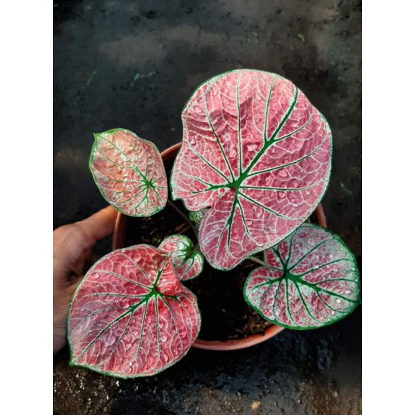 Keladi Hias NC ARINI MENARI Karya Om ( Nexs Anjal )