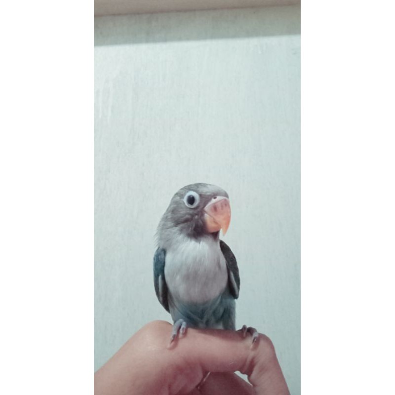 PROMO LOVEBIRD COSPLAY HIJAU TOSCA JINAK