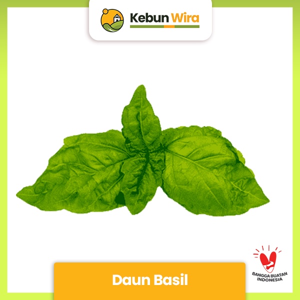 

Daun Basil | Fresh Basil Leaf