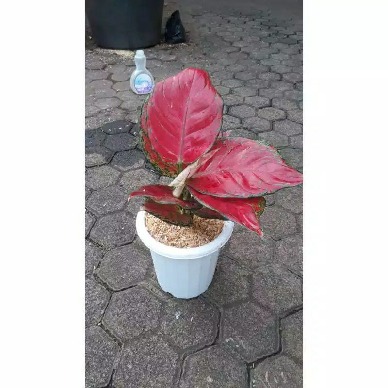 bibit Aglonema red anjamani/anakan
