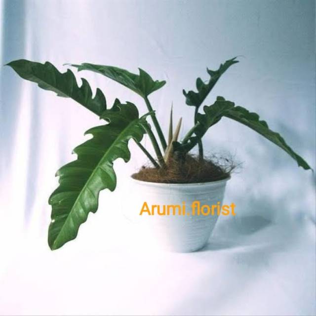 Tanaman Hias Philodendron Gergaji Shopee Indonesia