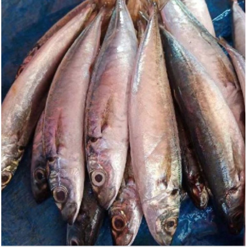 

Ikan dencis pulpen