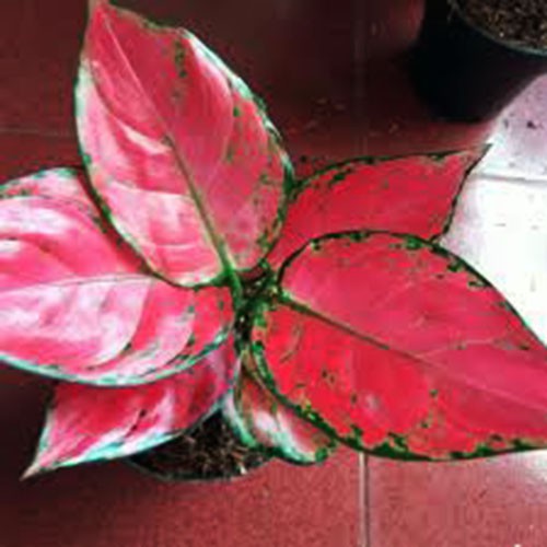 27 Bunga Aglonema Red Anjamani Pictures News Planting 27 Bunga Aglonema Red Anjamani Pictures News Planting