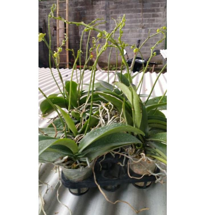 Buruan Beli.. anggrek bulan spike mini T0E