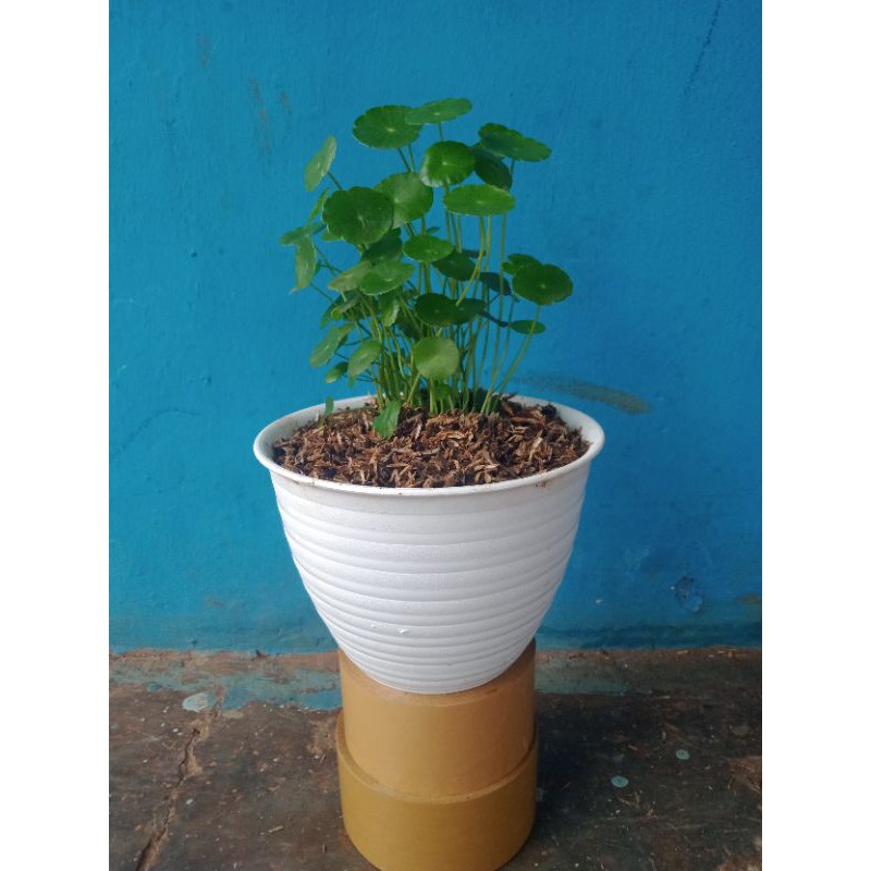 Tanaman pegagan tanaman Air pegagan + pot