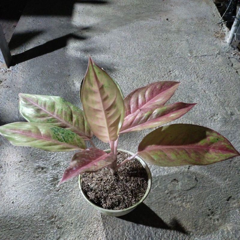 aglonema big roy mutasi