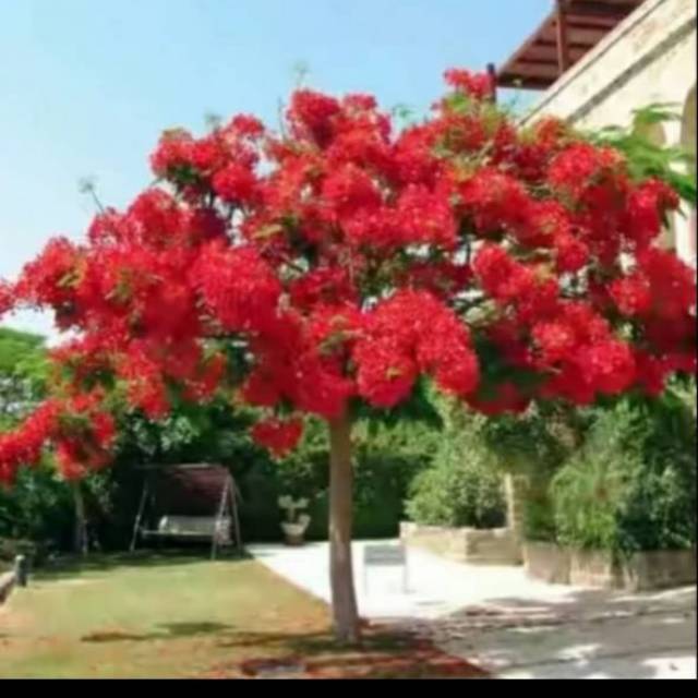 bibit bunga flamboyan
