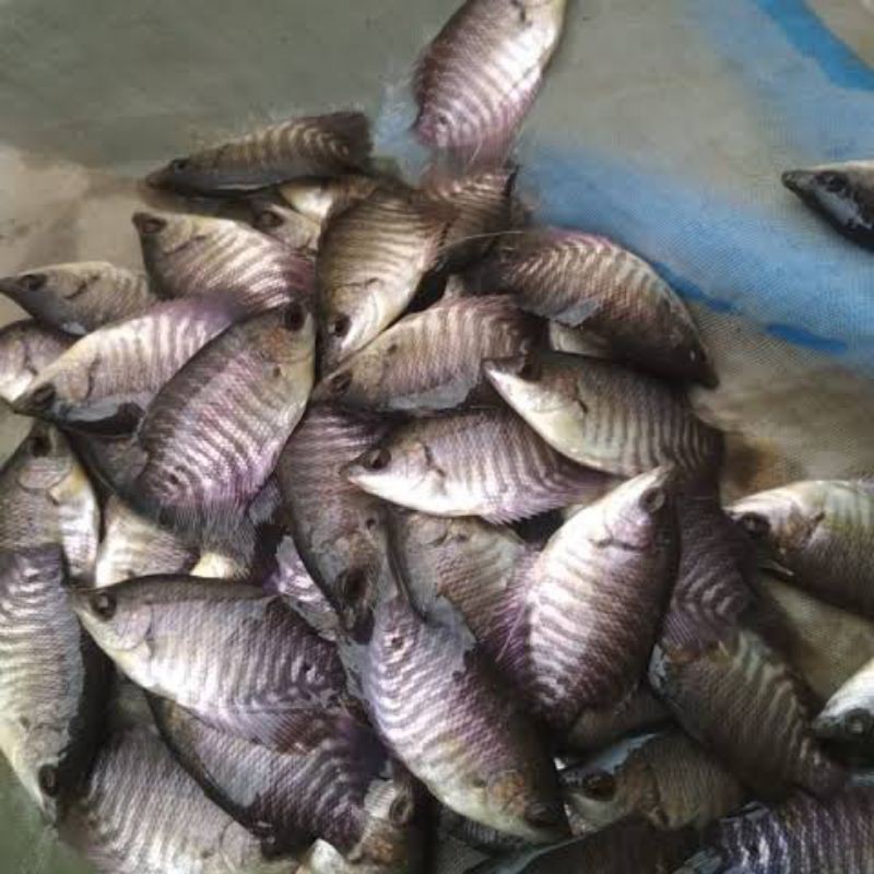 bibit ikan gurame soang size silet