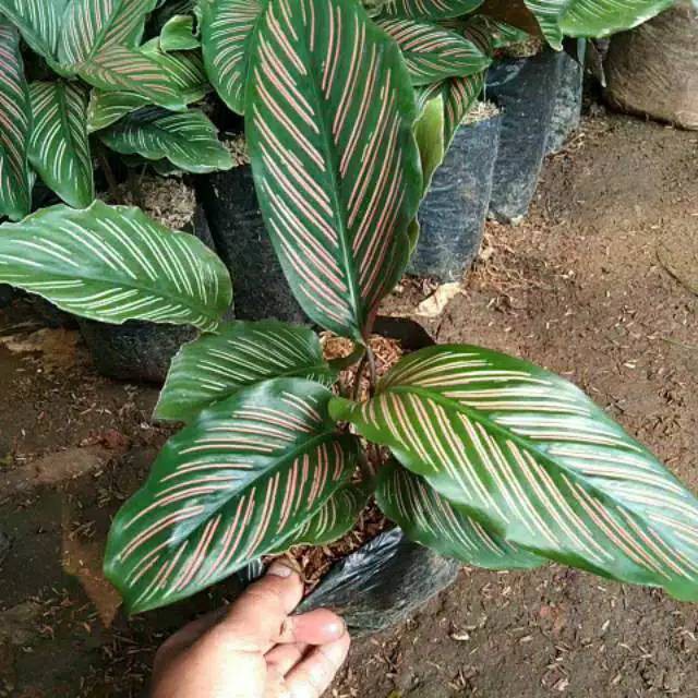 Tanaman Bunga Calathea Sisir Calathea Sisir Murah Terawat dan Segar