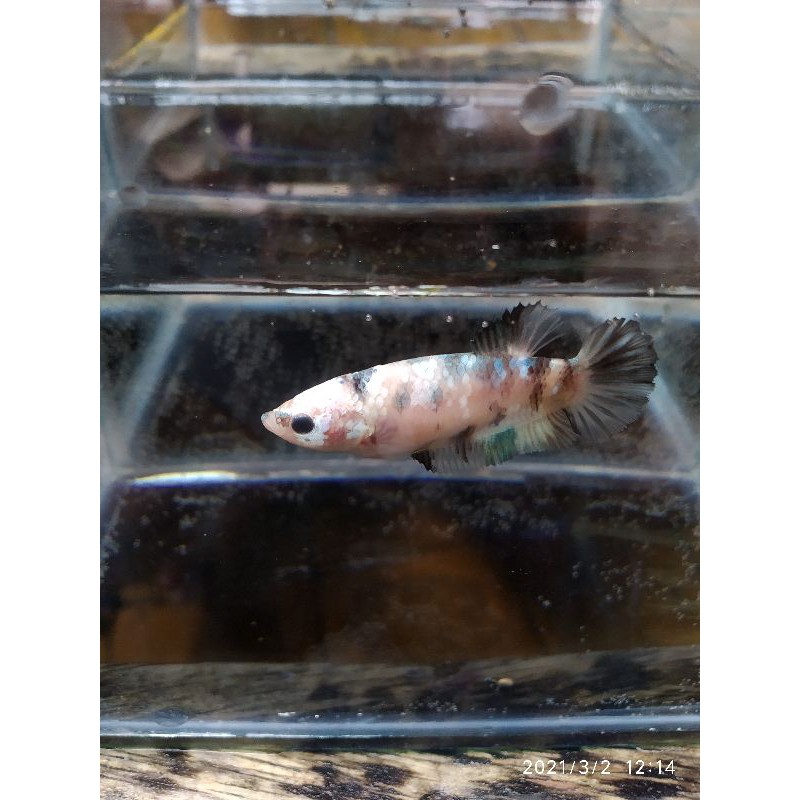 (promo) Cupang plakat female yellow koi galaxy masking full egg indukan murah