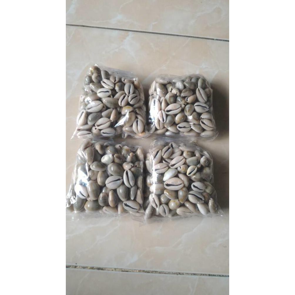

OBRAL Biji Congklak Kerang Asli +- 105 Biji Termurah
