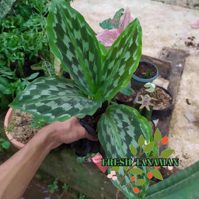 Kalatea Merak - Tanaman Hias Calathea Ekor Merak