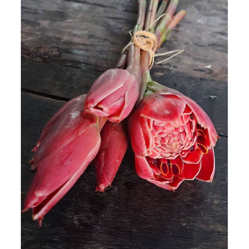 

bunga kecombrang / honje