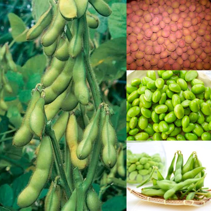 Benih / Bibit - Kacang Edamame Kedelai Jepang 1kg, sekitar 2500 biji