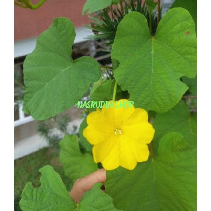 

[Fresh] BIBIT TANAMAN MERREMIA UMBELLATA CABUTAN TANPA MEDIA FAMILY MORNING GLORY MINI