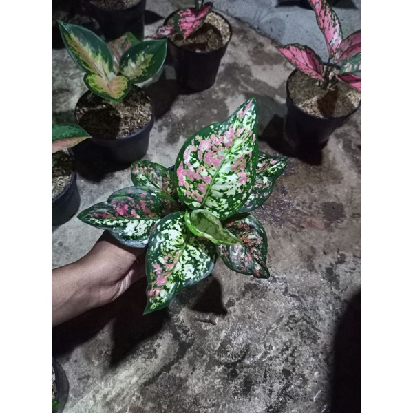 aglonema tricolour menor