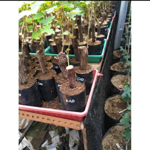 Bibit Anggur CABALLERO Grafting Import