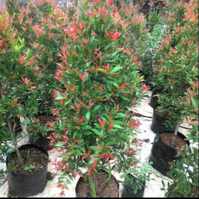 Pucuk merah tinggi 1meter - pohon pucuk merah - bibit pucuk merah - pucuk merah - tanaman pagar