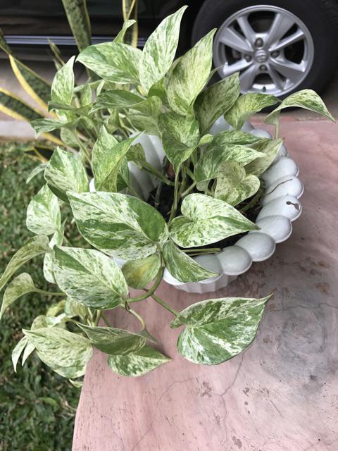 Media Tanam Organik Lengkap