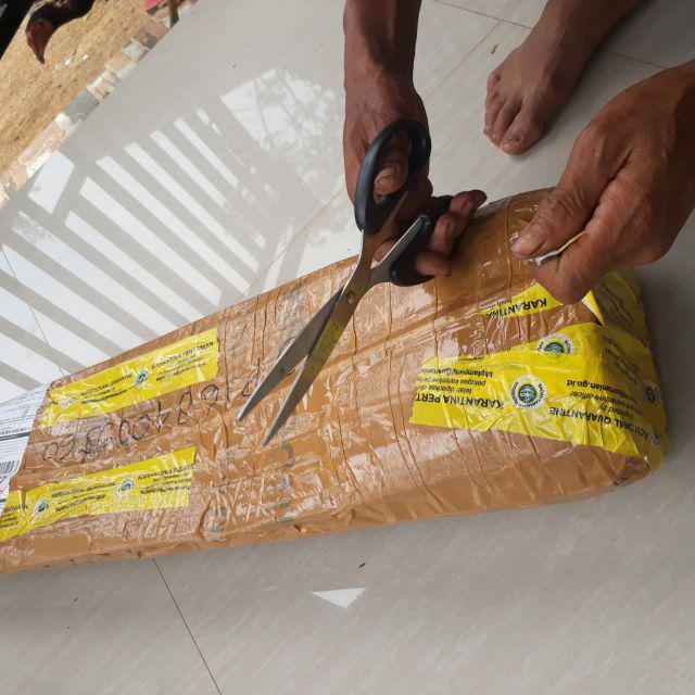 Bibit Buah Alpukat Mentega Kendil Jumbo Griya Bibit Tanaman