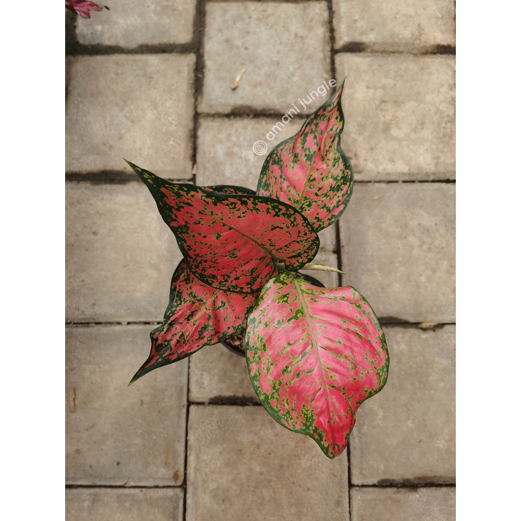 Aglaonema Dud Anjamani