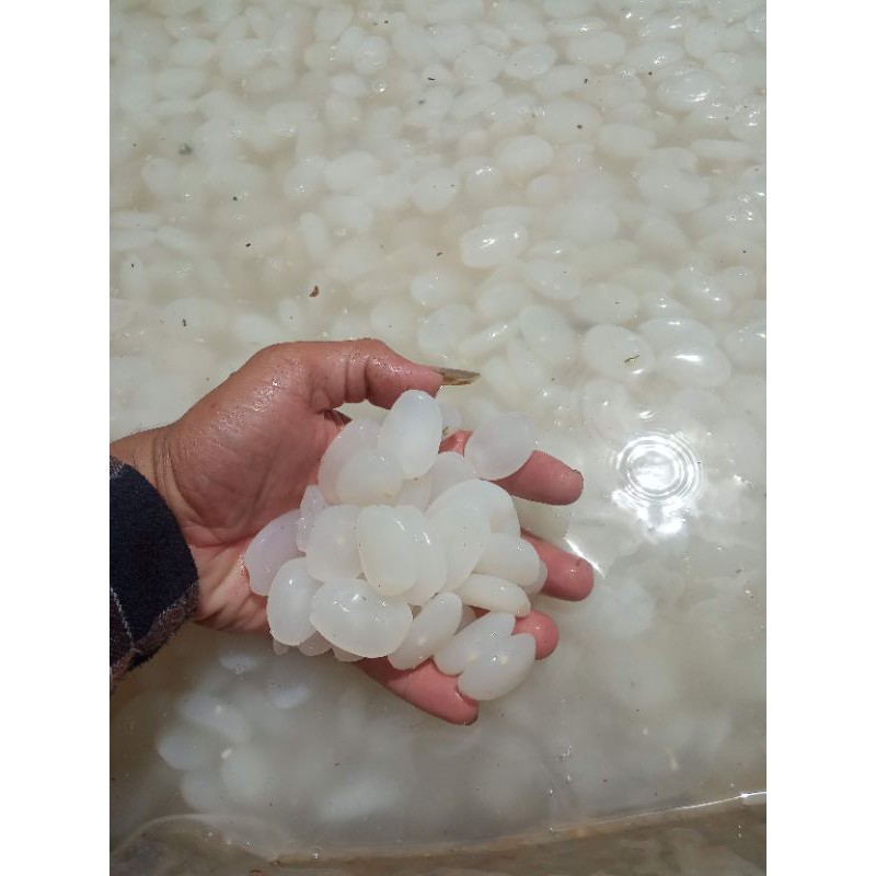 

buah kolang kaling segar 1000gr