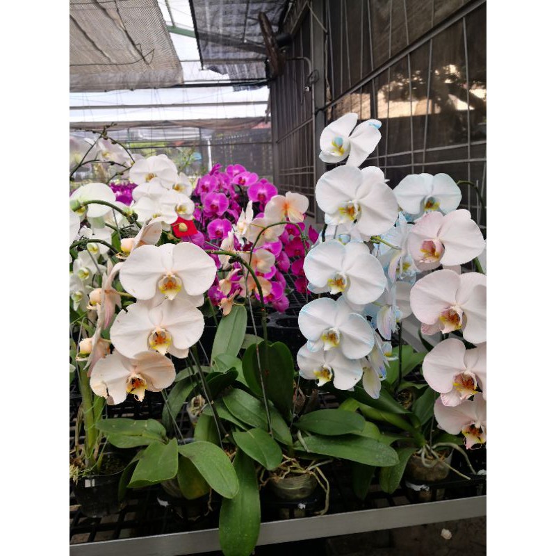 anggrek bulan spike dan knop taiwan premium