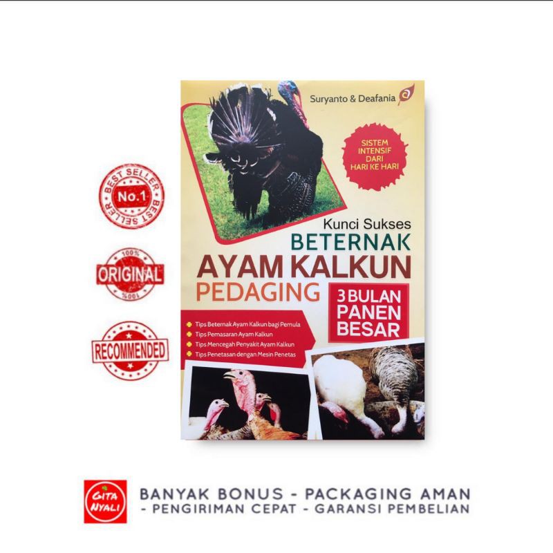 KUNCI SUKSES BETERNAK AYAM KALKUN PEDAGING