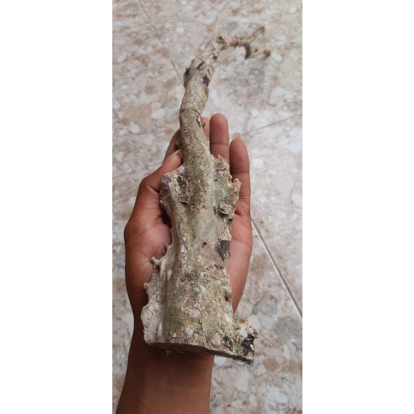 BAHAN TONGKAT KOMANDO AKAR BAHAR PUTIH JUMBO 90cm