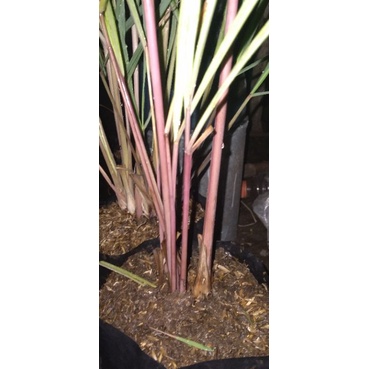 serai merah sereh daun serai