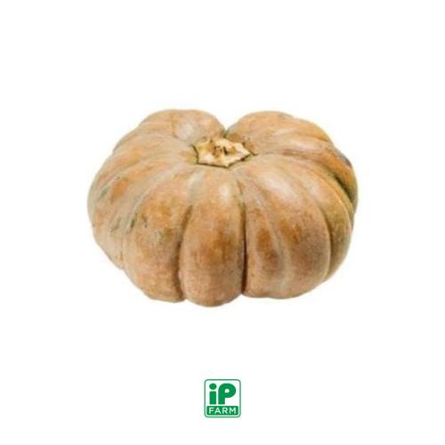 

Labu Parang 1 pc