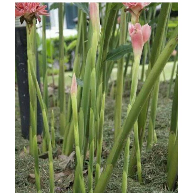 

bunga kecombrang rombe segar 500gr