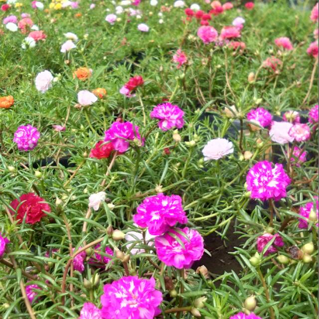 Mossrose/krokot import