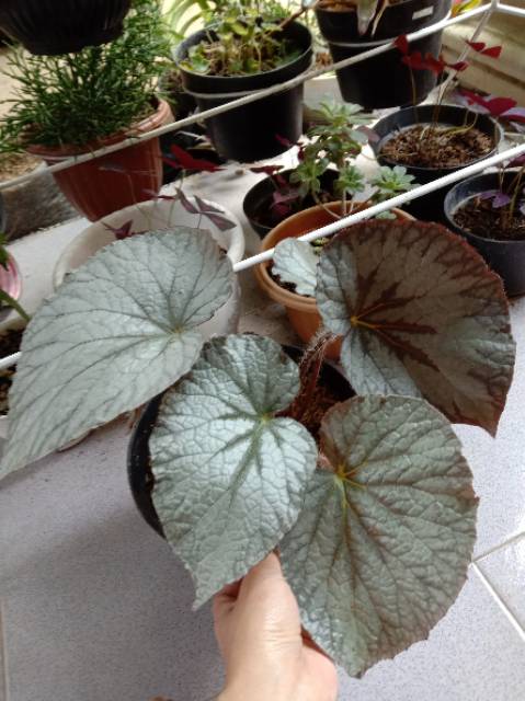 Begonia daun silver