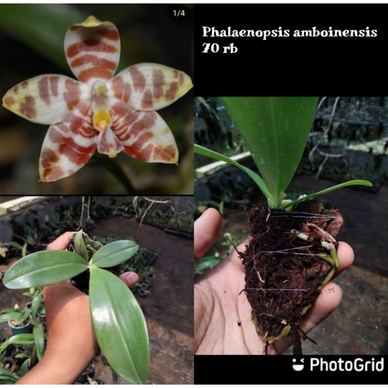 anggrek Phalaenopsis amboinensis