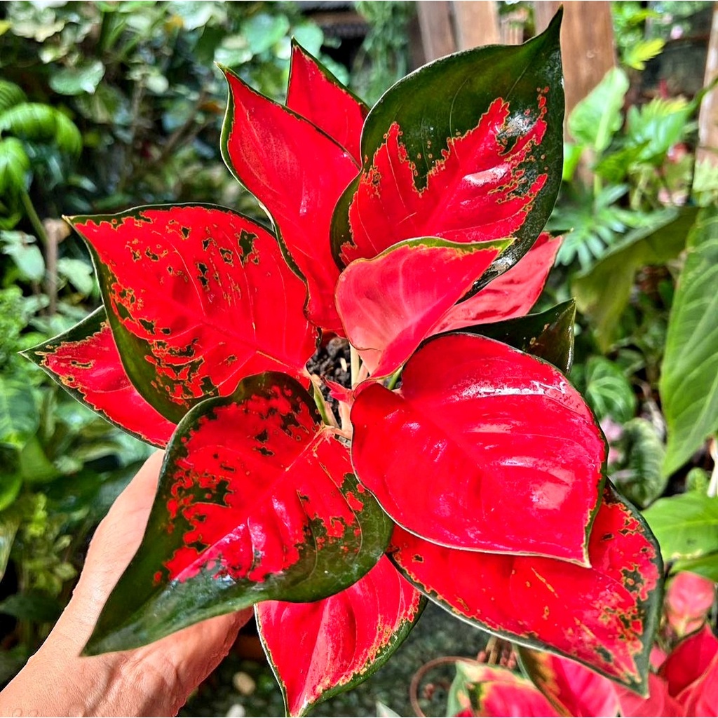 Tanaman Hias Suksom Jaipong /Aglonema Merah Murah Daun Rimbun Dewasa (BISA COD) / Tanaman Hias Bunga Hidup Aglaonema Bukan Bonggol