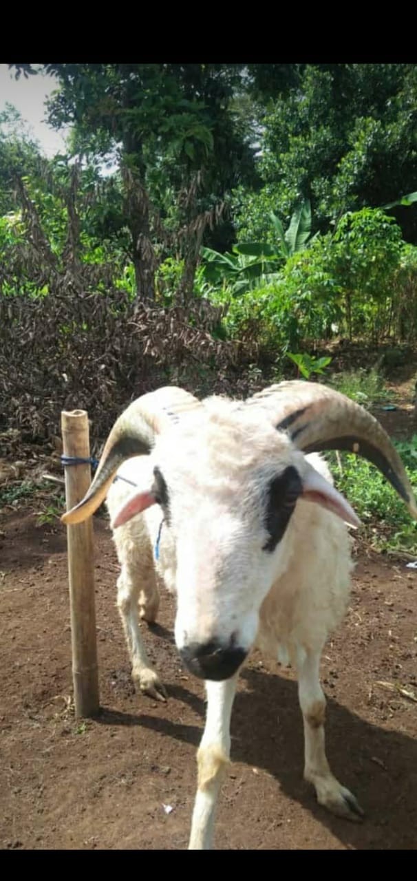 Plastik Klip Uk. 17x11 Cm @100pcs / Plastik Sambal Saos Obat / Ziplock