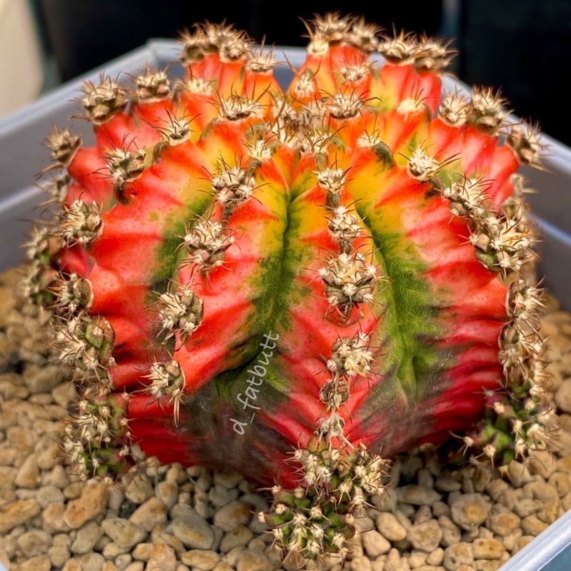 [ TANAMAN ] Gymnocalycium Mihanovichii Multicolor Taiwan Clone (cactus)