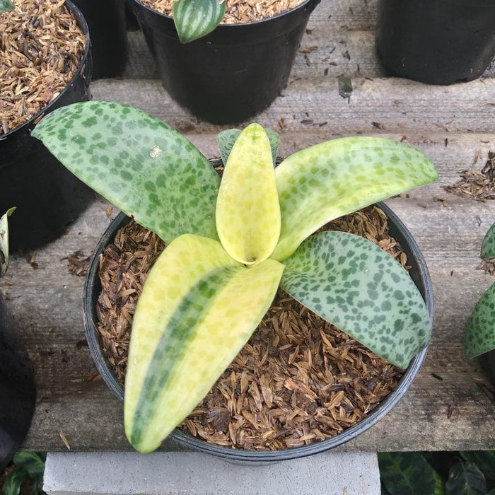 tanaman hias lidah katak varigata