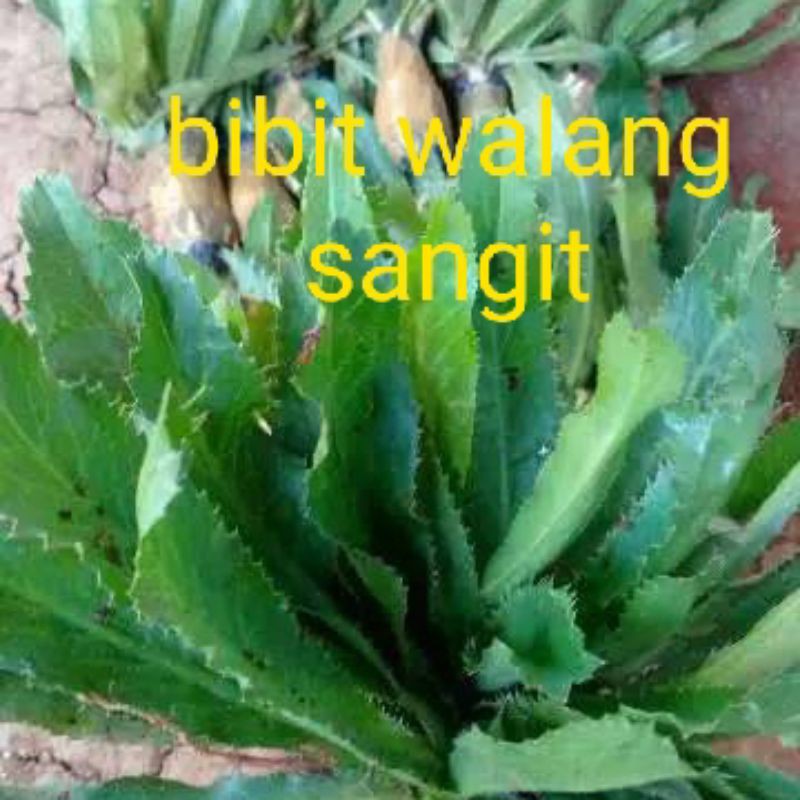 daun walang sangit/bibit walang sangit/walang sangit murah