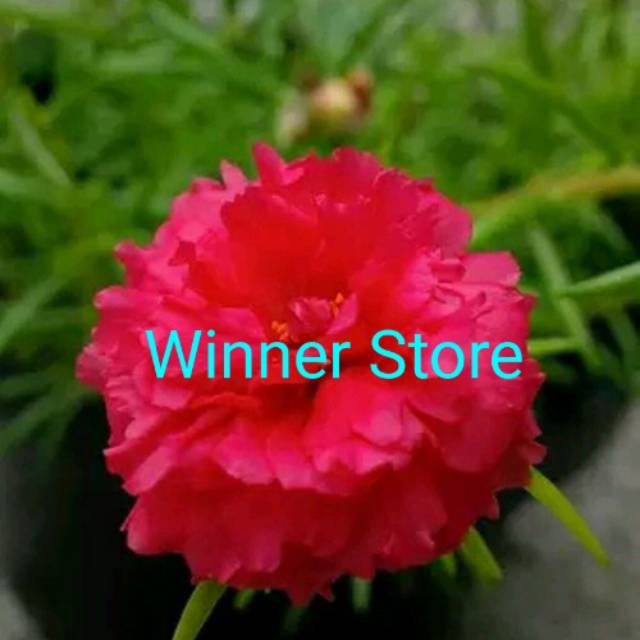 Bibit Benih Bunga Krokot Kembang Mix (± 50 Butir)