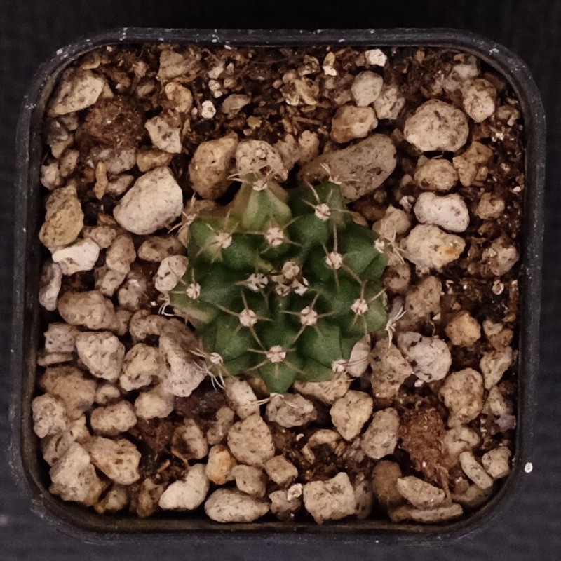 kaktus gymno gymnocalycium variegata K