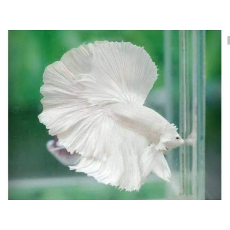

ikan cupang halfmoon white platinum