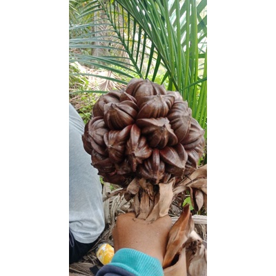 

Buah nipah