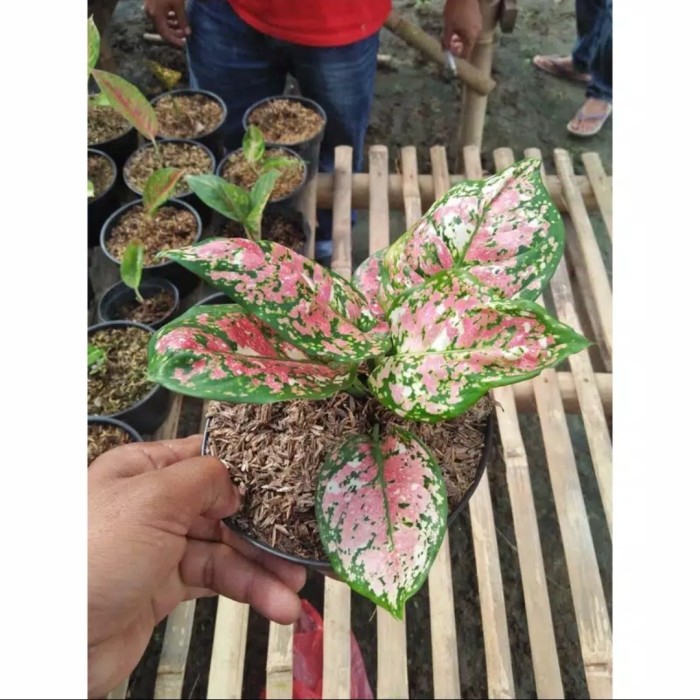 bonggol aglonema tricolor promo